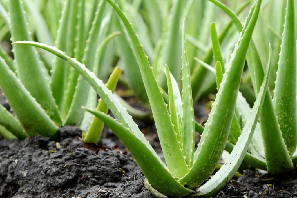 Terapii complementare -Aloe vera, ajutor în bolile de piele