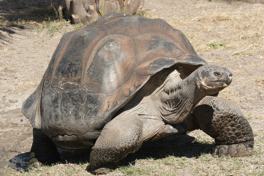 O nouă specie de broască ţestoasă gigant, descoperită printr-o analiză ADN, în Galapagos