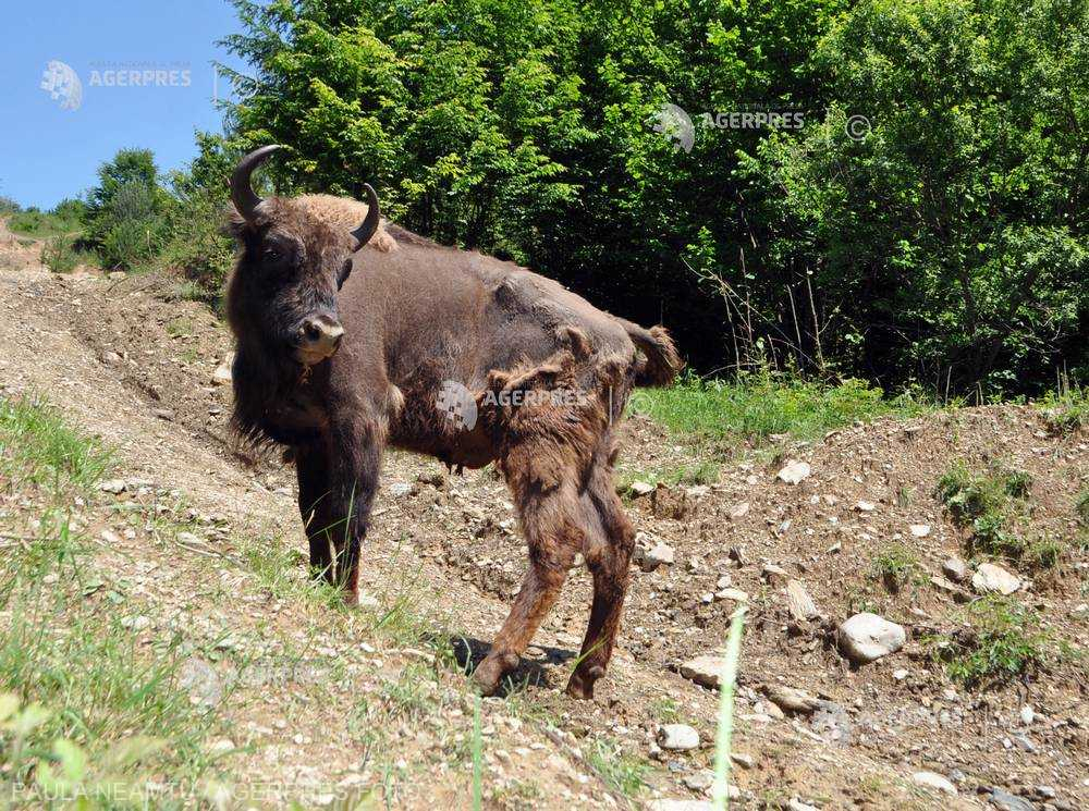 Un zimbru apărut la Târpești a pus pe jar poliția din Neamț