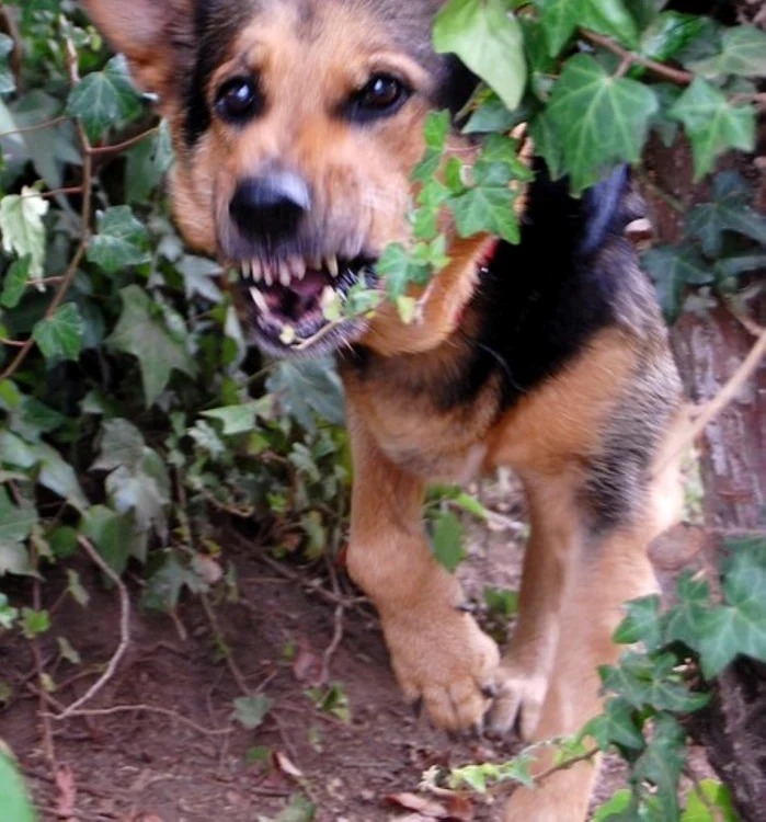 Alertă în Botoşani după ce un câine turbat a muşcat două persoane