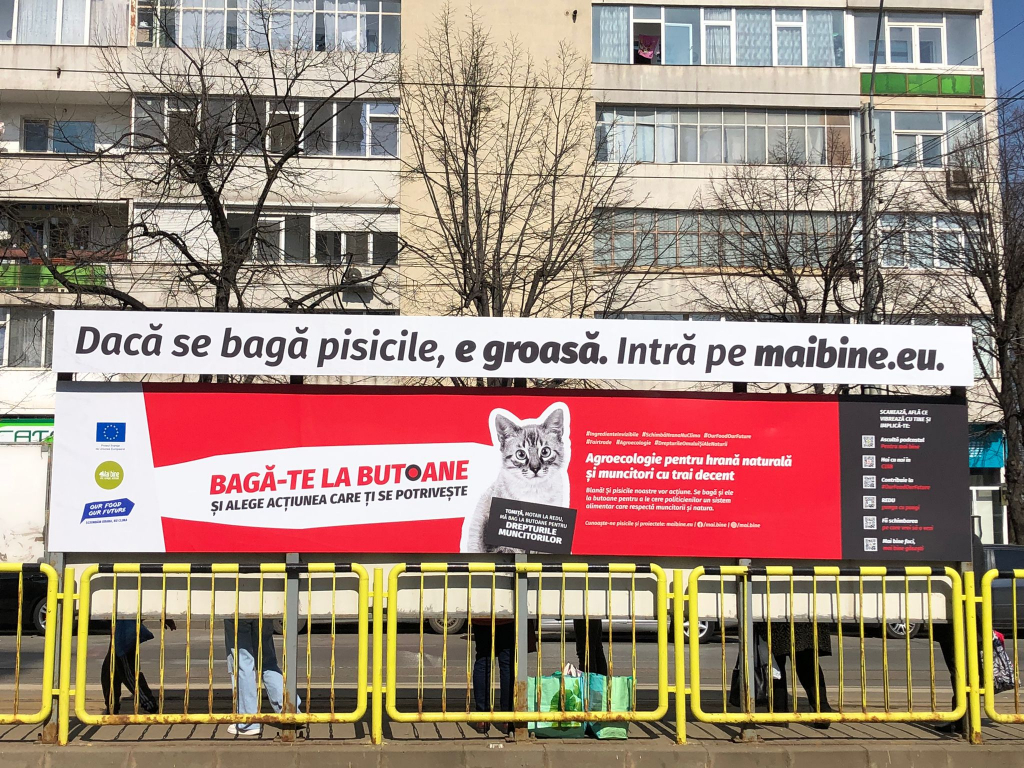 Pisicile găzduite de „Mai bine