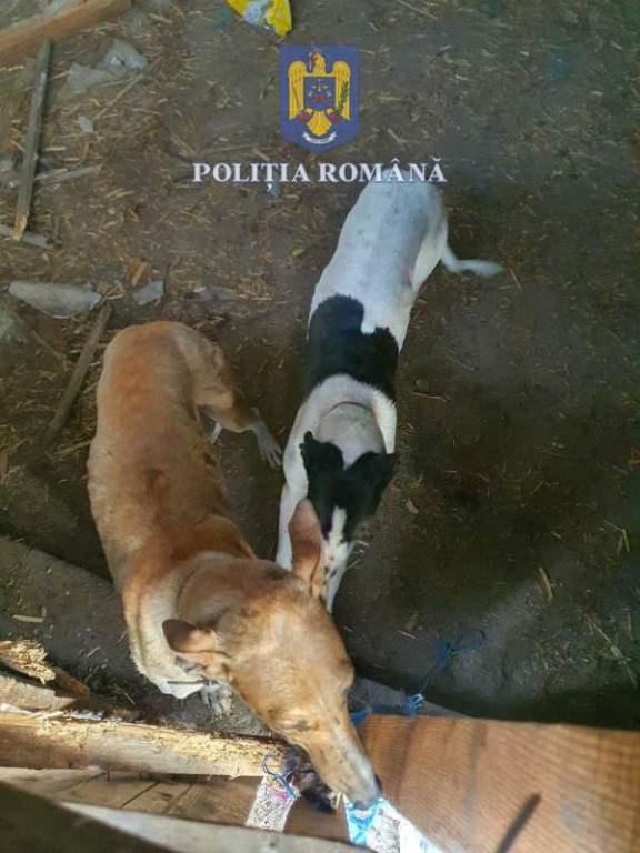  Braconierii din Botoșani, luați la ochi de către polițiști