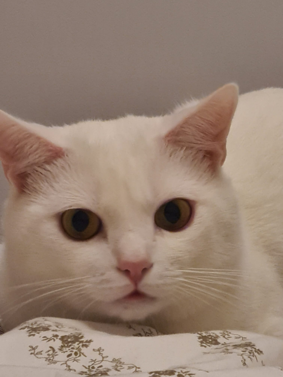 Este ziua internaţională a pisicii. Animalul se află de aproape 10.000 de ani lângă oameni. De unde vine mitul celor 