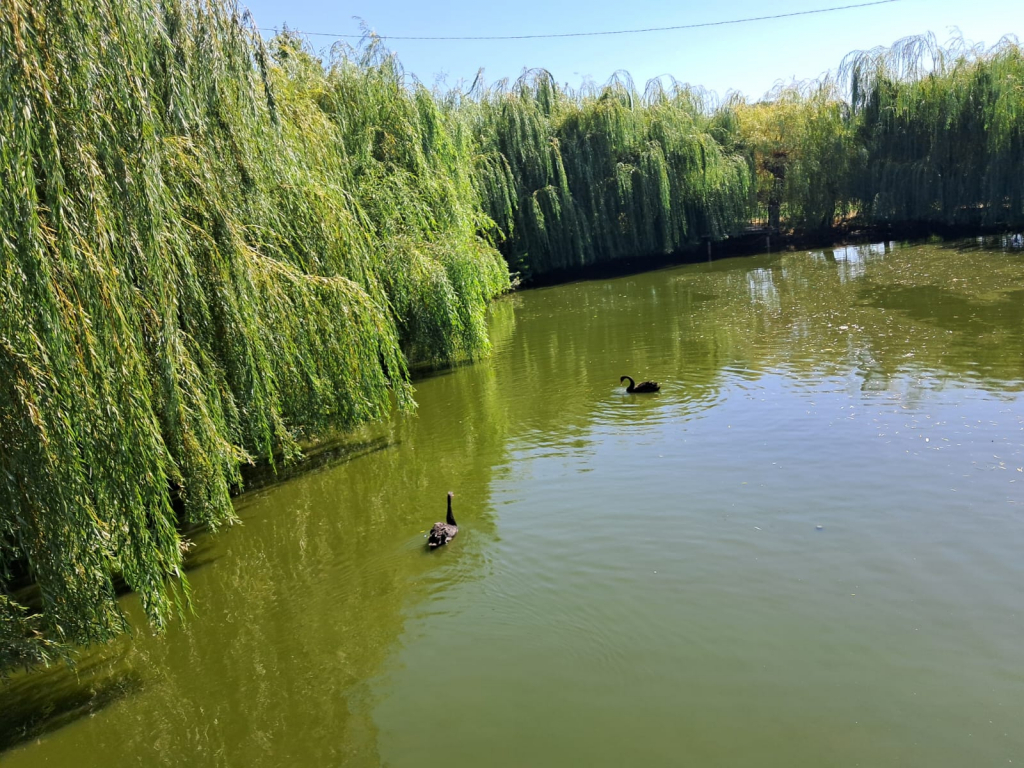 GALERIE FOTO - Parcul Zoo de la Hadâmbu, locul unde liniștea întâlnește veselia