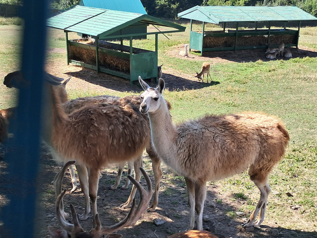 GALERIE FOTO - Parcul Zoo de la Hadâmbu, locul unde liniștea întâlnește veselia