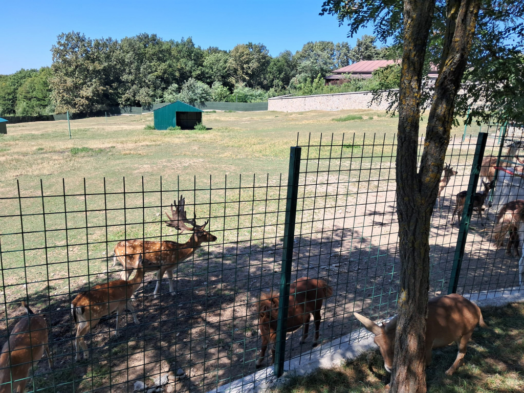 GALERIE FOTO - Parcul Zoo de la Hadâmbu, locul unde liniștea întâlnește veselia