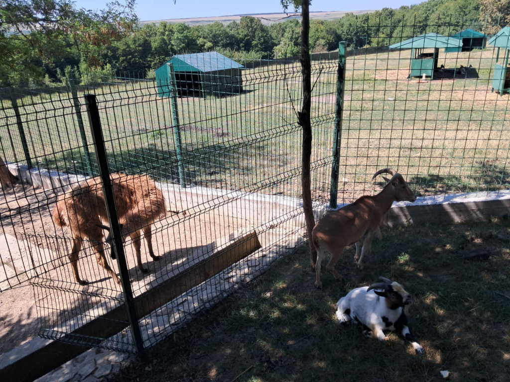GALERIE FOTO - Parcul Zoo de la Hadâmbu, locul unde liniștea întâlnește veselia
