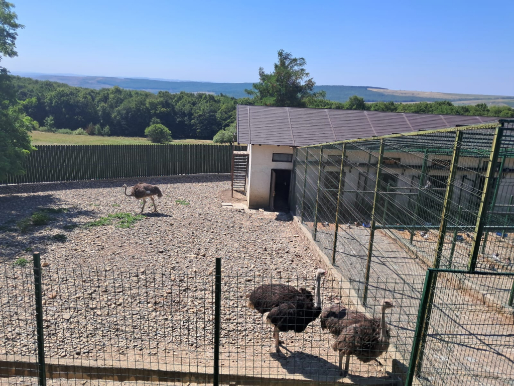 Parcul Zoo de la Hadâmbu, locul unde liniștea întâlnește veselia