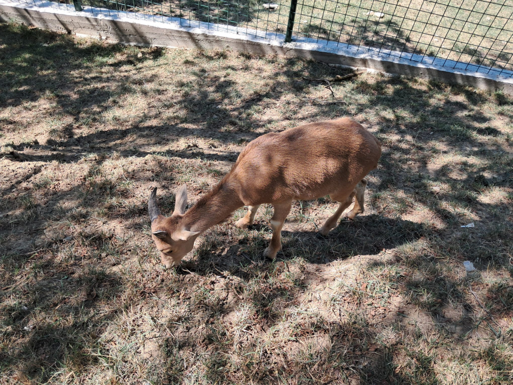 Parcul Zoo de la Hadâmbu, locul unde liniștea întâlnește veselia