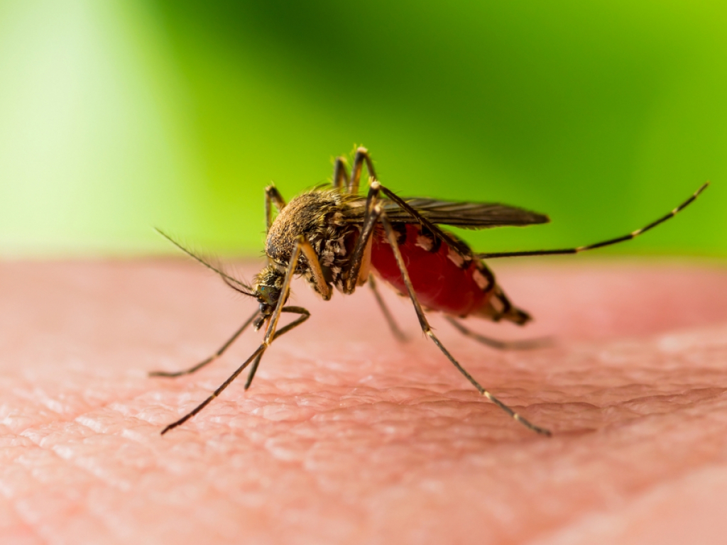 Al treilea deces din județul Suceava cauzat de virusul West Nile. Bilanțul ajunge la 22 de cazuri în România