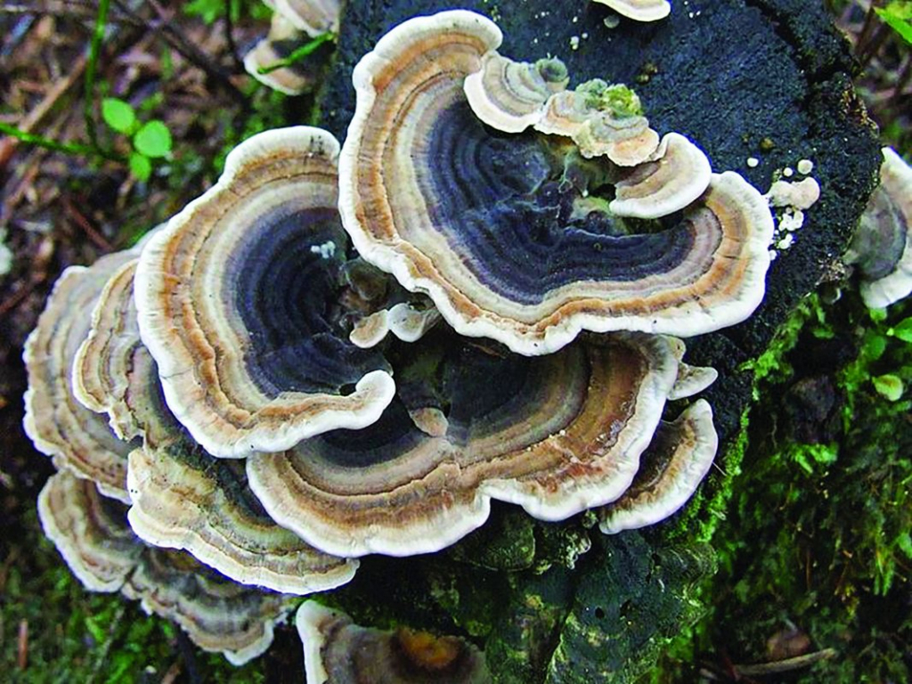   Ciupercile Coada Curcanului, un remediu natural cu beneficii multiple