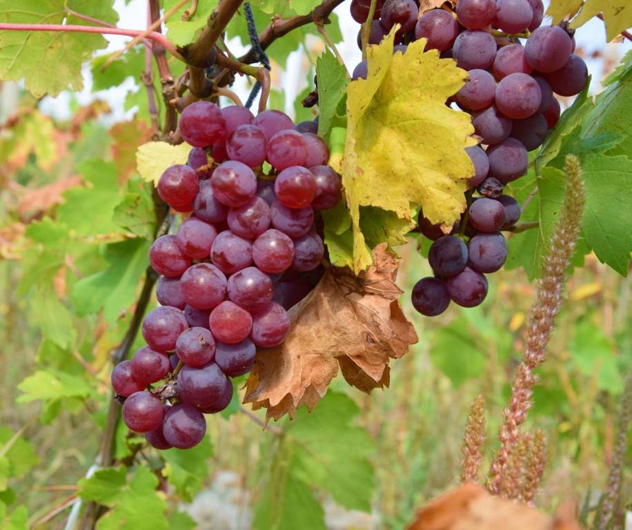 Degustare de struguri, la USV