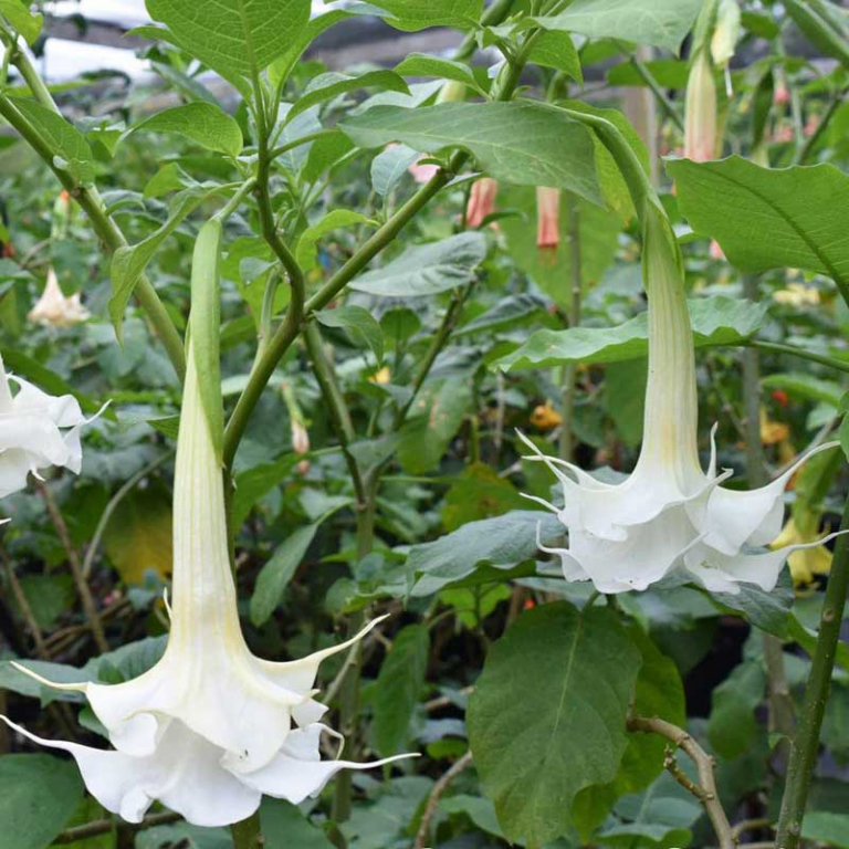 Datura, floarea misterelor și a spiritualității ascunse