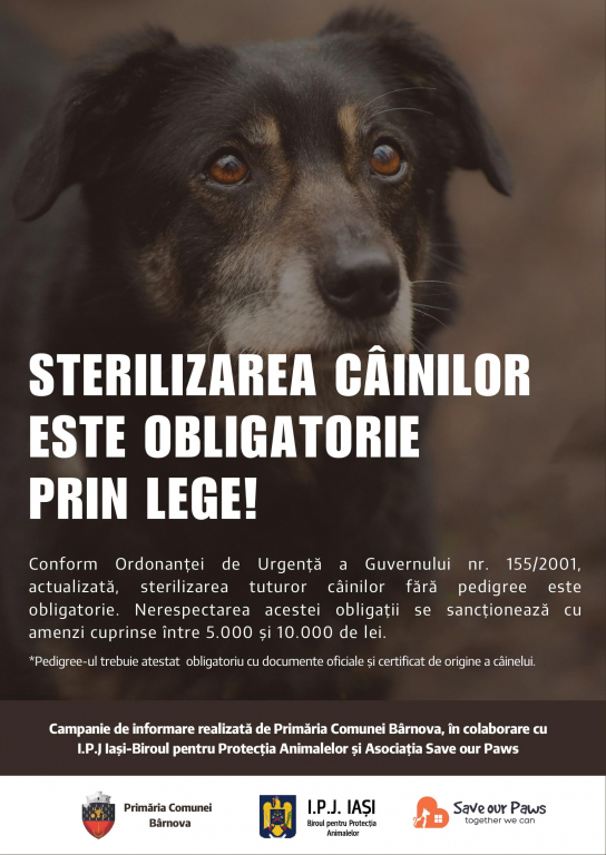 Sterilizarea animalelor de companie. Beneficii esențiale și obligație legală