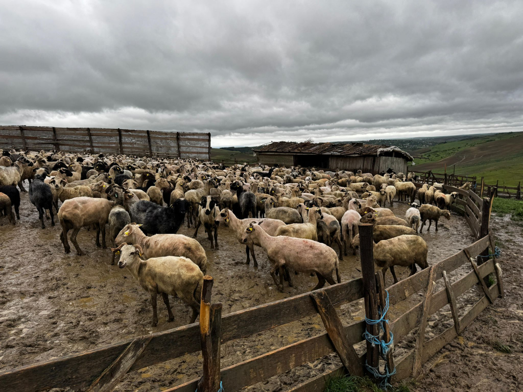 Ploile fac ravagii și printre crescătorii de animale