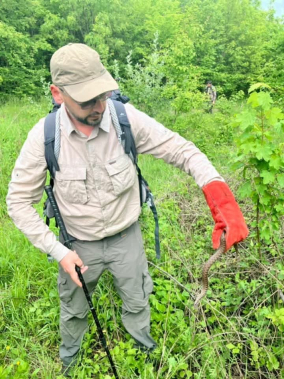 Viperele veninoase ale Iașului