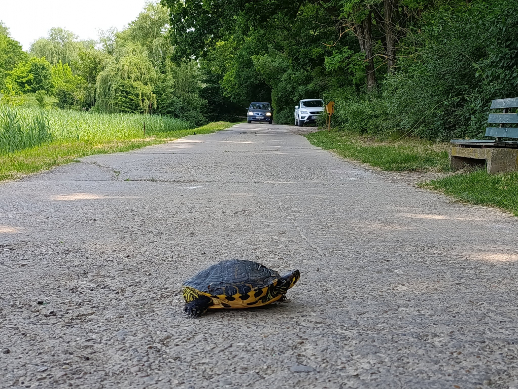 Invadatorul cu carapace. Pericolul ascuns din lacurile Iașului vine din pet-shopuri