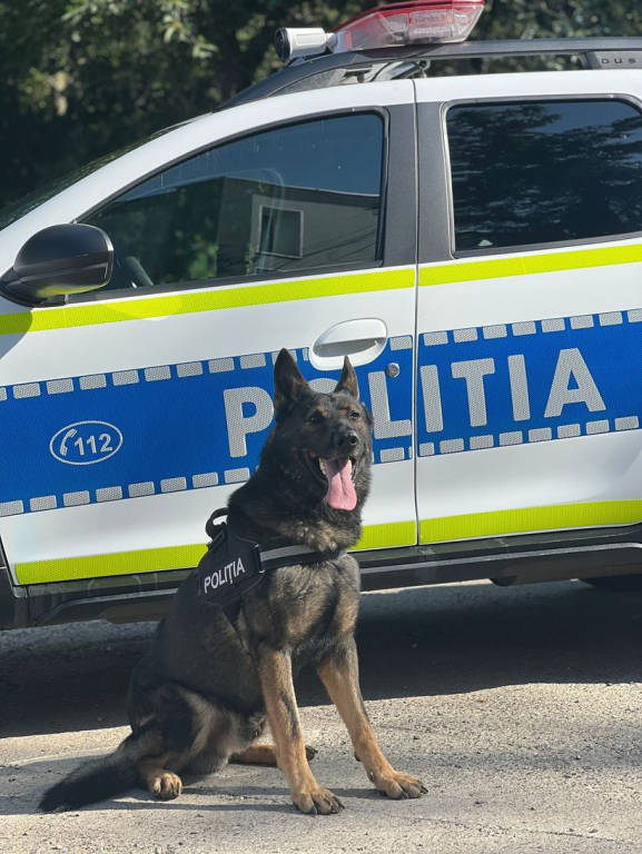 Jaf cu cagule și 4.000 de euro, dejucat de un câine de urmă. Hoții, prinși când ardeau hainele