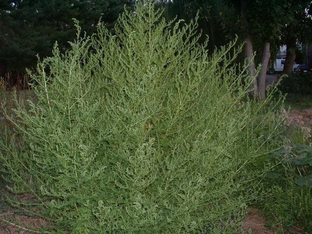  Pelinița, planta care distruge celulele canceroase