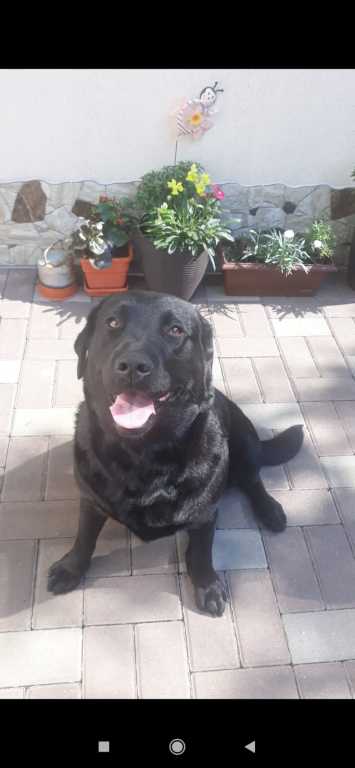 Cât de tare se bucură un câine când își vede stăpânul