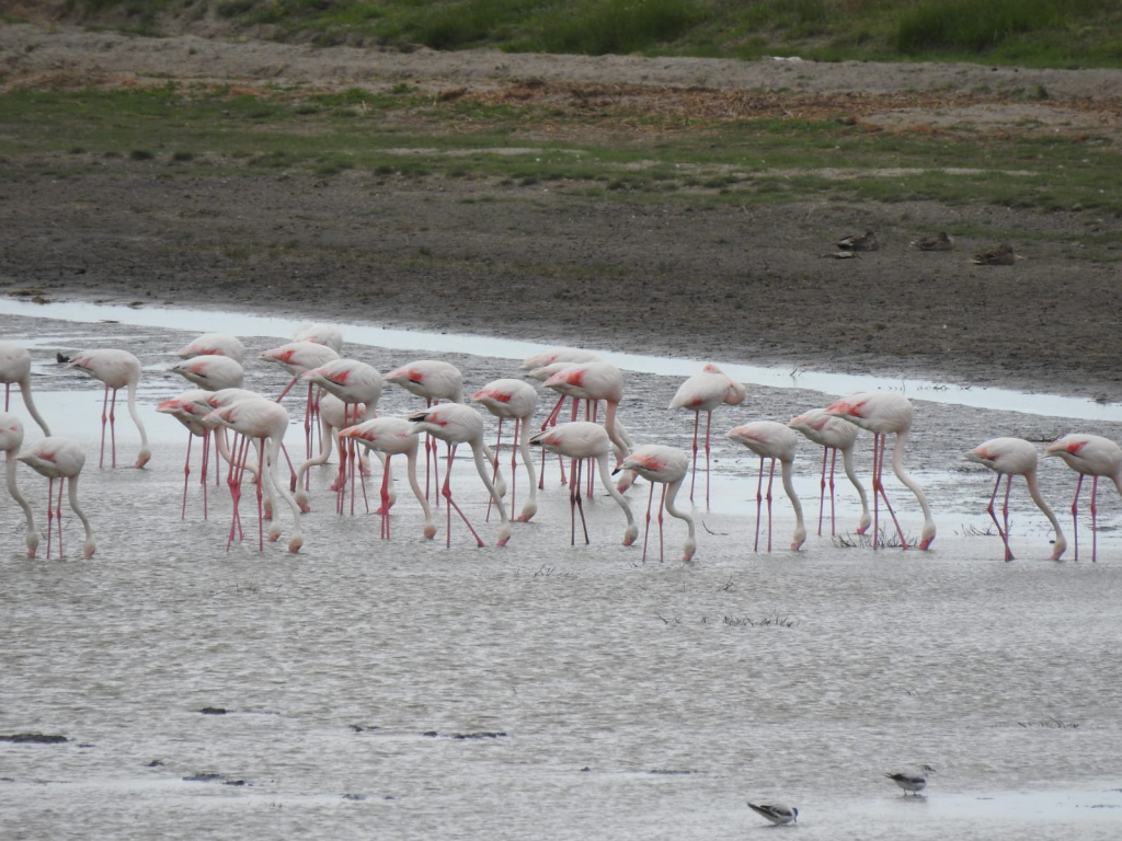 100 de păsări flamingo, observate în Delta Dunării