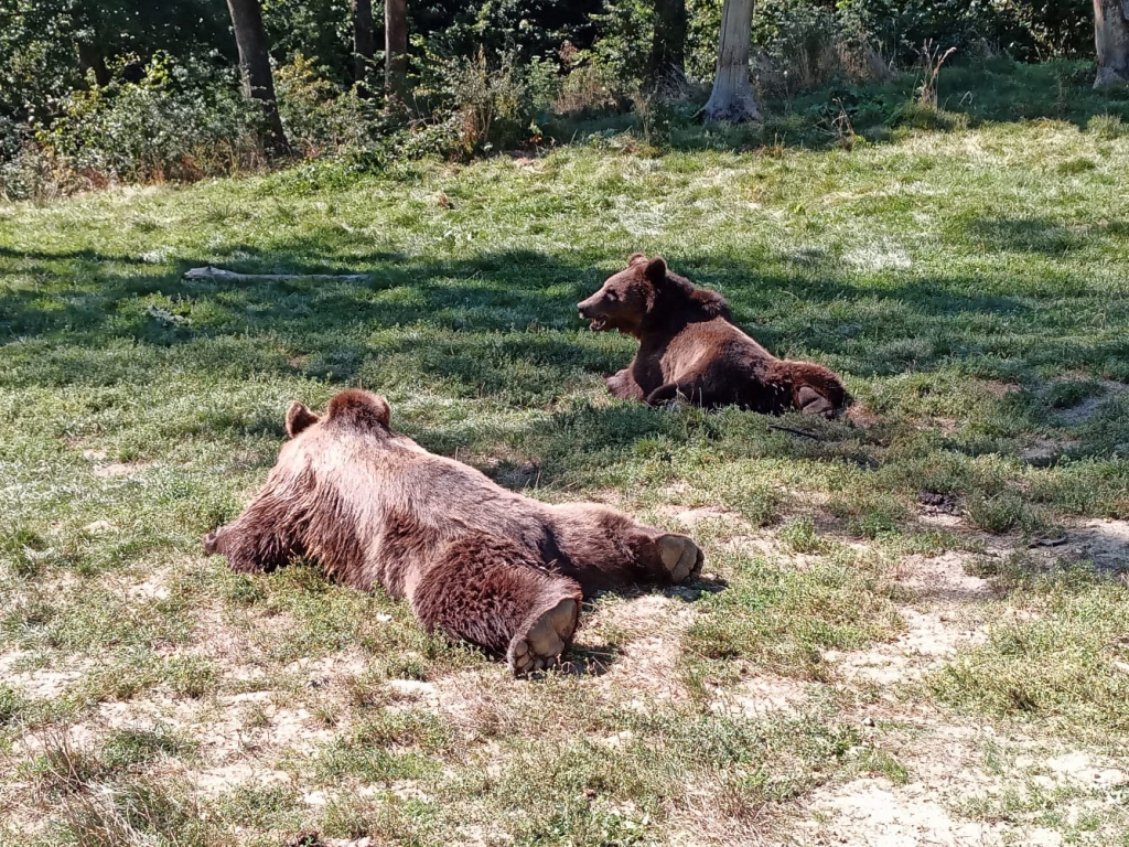 Cinci urşi din judeţele Argeş, Mureş şi Suceava vor fi împuşcaţi