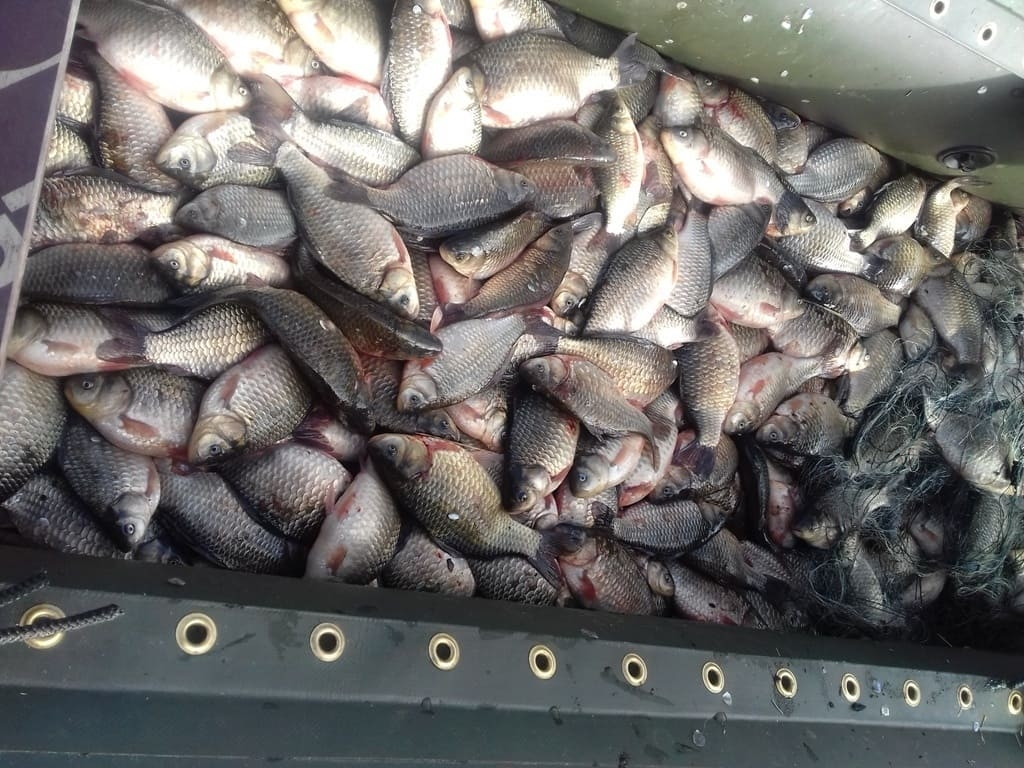 11 pescari din Botoşani, prinşi la braconat pe râul Siret