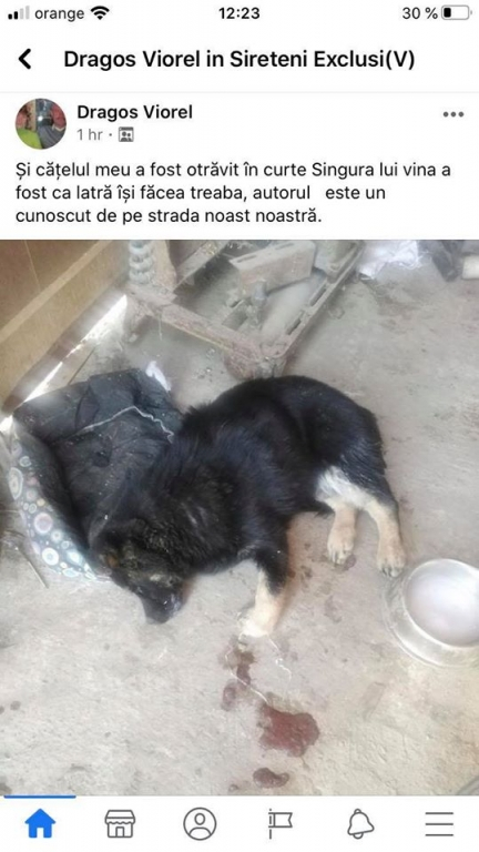 Animale otrăvite pe străzile din Siret