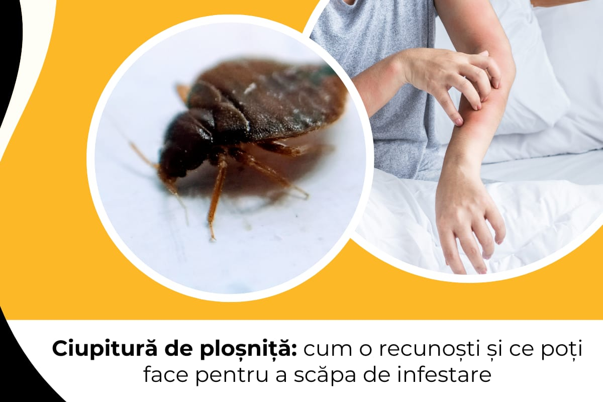 Ciupitură de ploșniță: cum o recunoști și ce poți face pentru a scăpa de infestare